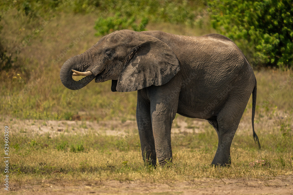 African bush elephant stands drinking from river