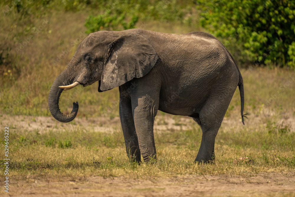 African bush elephant stands drinking on riverbank