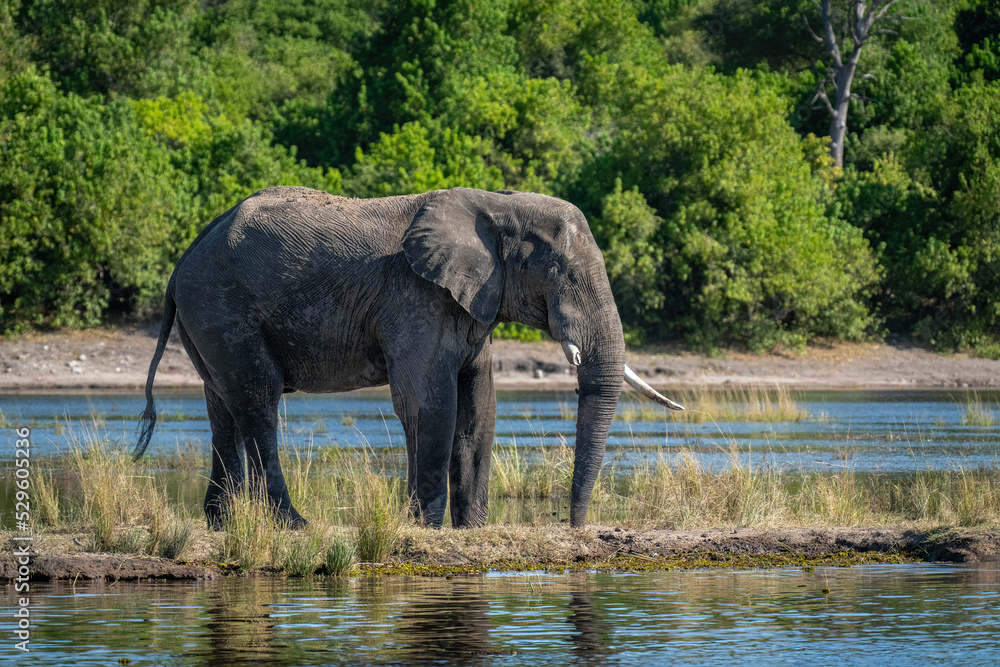 African bush elephant stands on grassy island African bush elephant stands on grassy island