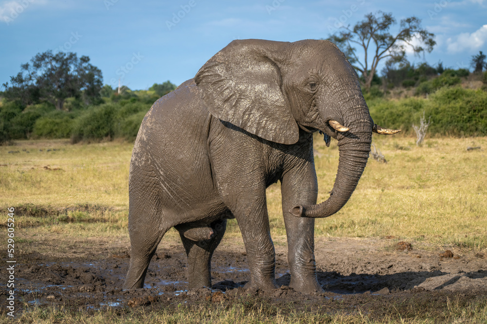 African bush elephant stands on muddy ground