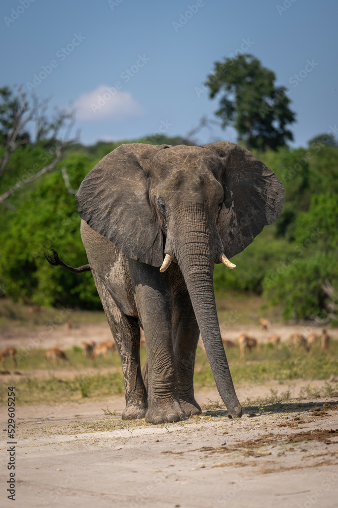African bush elephant stands on sandy riverbank