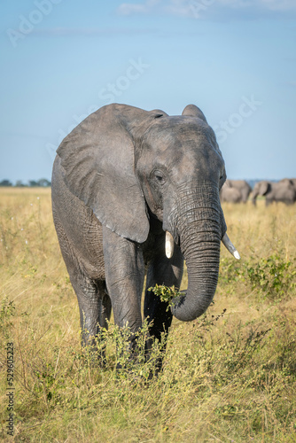 African bush elephant stands eating in savannah