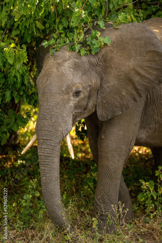 African bush elephant stands in leafy bush