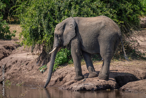 African bush elephant stands on riverbank drinking