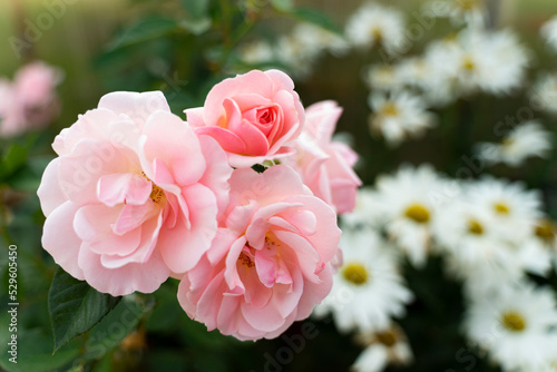 Buds of light pink roses on a blurred background with daisies