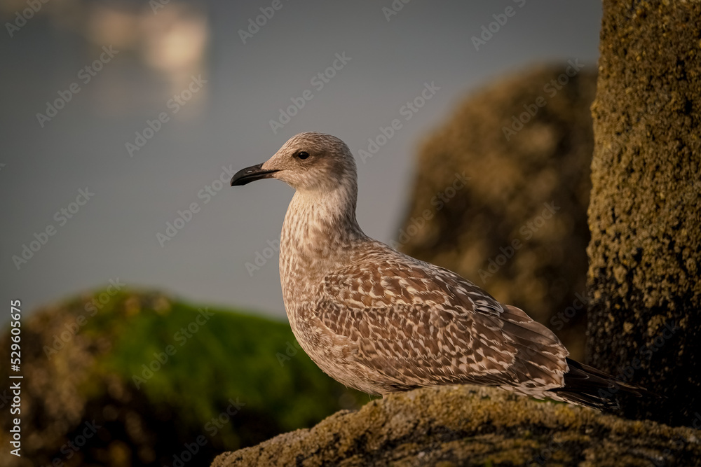 Obraz premium Möwe am Strand