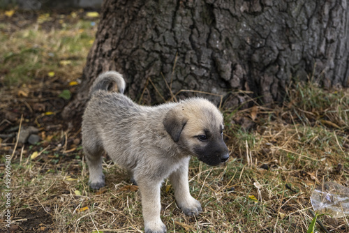 Dirty small baby dog, puppy on grass, cute and sweet street animal concept, street puppy