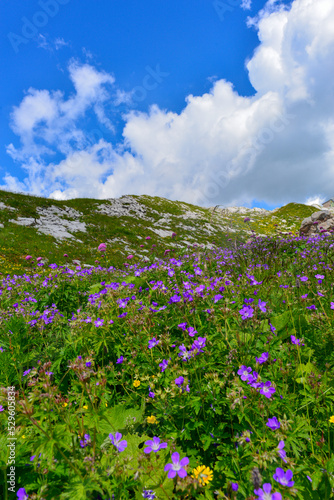 Wald-Storchschnabel (Geranium sylvaticum) in den  Lechtaler Alpen © Ilhan Balta