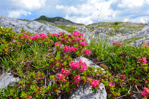 Bewimperte Alpenrose in den Lechtaler Alpen (Österreich)	 photo