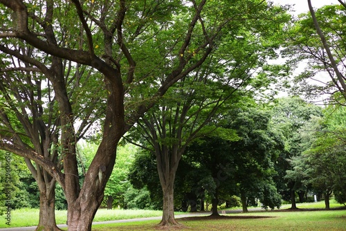 公園で森林浴