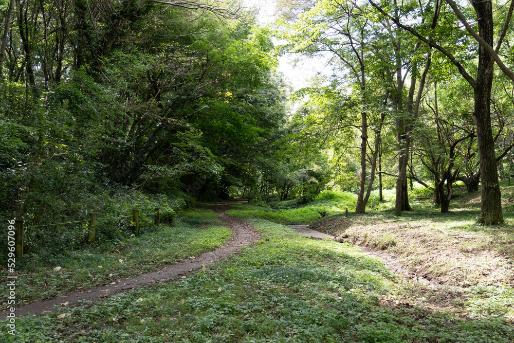 Fototapeta premium 森の中の爽やか遊歩道