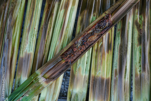 The name of Khanom Jak is sticky rice and coconut wrapped in jak leaves and grilled over a charcoal stove in Thailand.