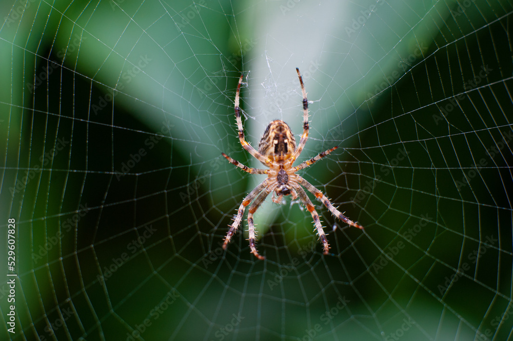 Adult spider perched on a web in a green garden Adult spider perched on a web in a green garden