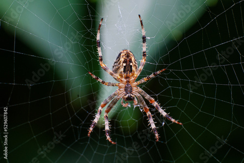 Adult spider perched on a web in a green garden