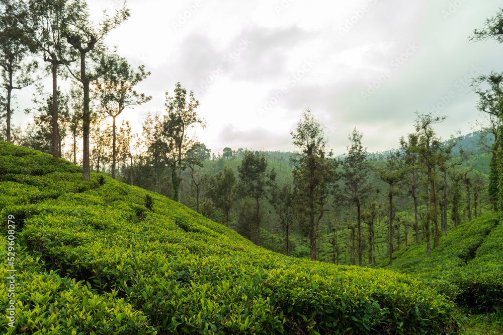 Trees in the middle of tea plantation adding a scenic beauty to the nature
