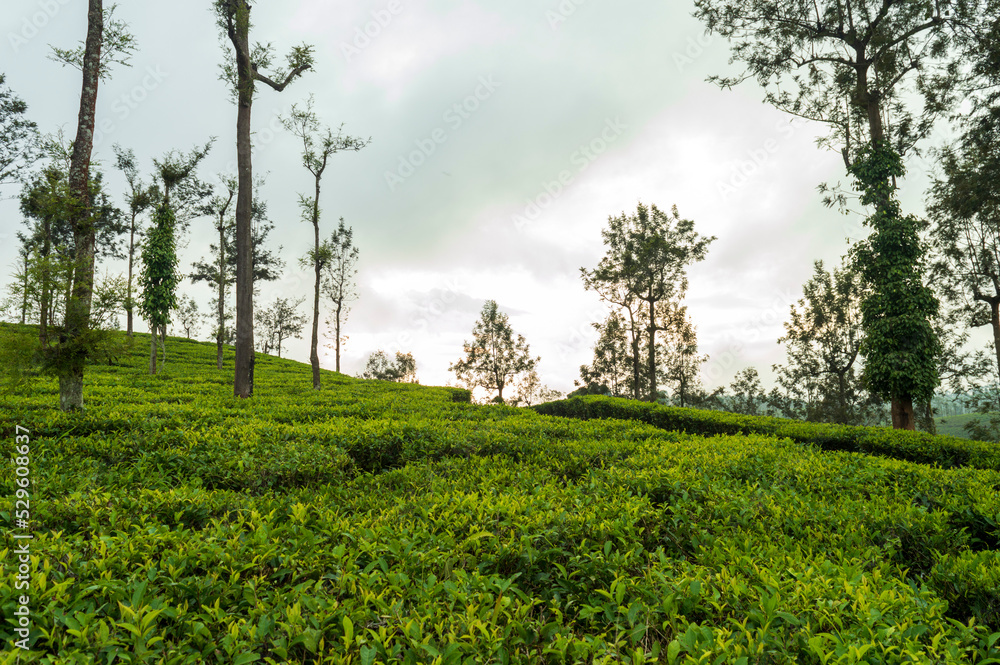 Fototapeta premium Trees in the middle of tea plantation adding a scenic beauty to the nature 