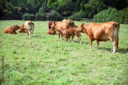 cows in a pasture. location Grantchester Meadows  Grantchester  Cambridgeshire  UK 2003