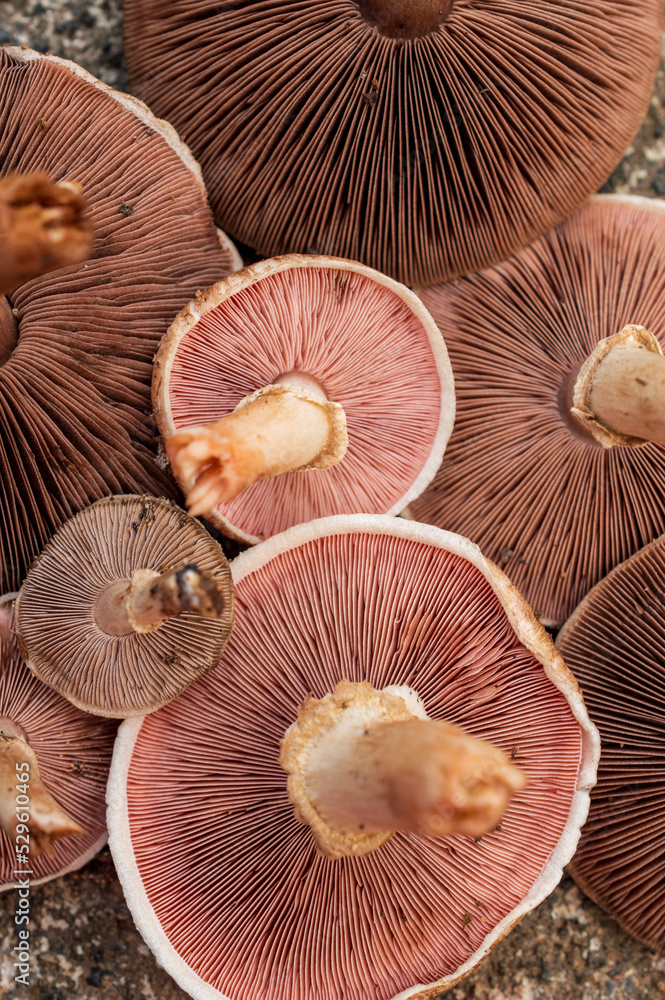 Group of mushrooms forming a beautiful texture pattern background
Group of mushrooms forming a beautiful texture pattern background