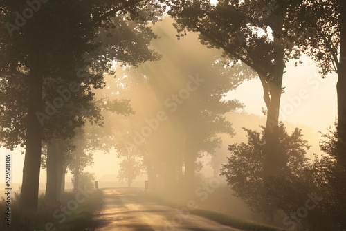 Country road through on a foggy autumn morning