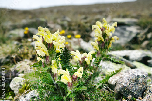 Lousewort, wood betony (Pedicularis caucasica) or Pedicularis kaufmannii on the alpine meadows of the Caucasus. 3000 a.s.l. photo