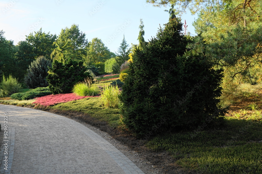 Wanderweg im Herbst, Heidekraut, Mecklenburg-Vorpommern