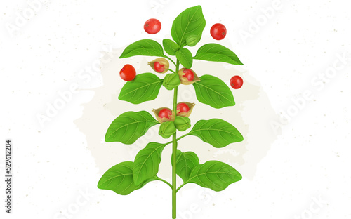 Ashwagandha ayurvedic herb plant with red berries vector illustration