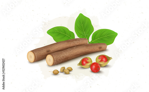 Ashwagandha herb Roots stems vector illustration with Ashwagandha shrub berries and leaves 