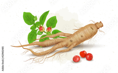 Ashwagandha or Indian Ginseng Ayurveda medicine dry stems and berries vector illustration with green leaves or roots