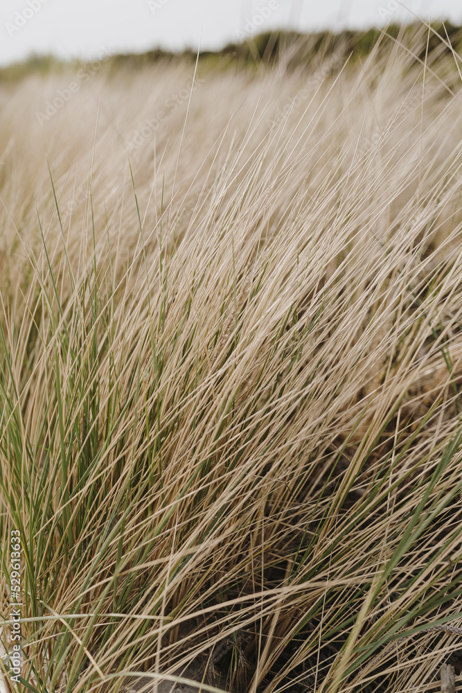 Beach grass. Straw pattern texture Beach grass. Straw pattern texture