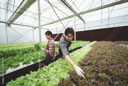Asian agriculture business trades  grow crops farm farmers.horticulture hydroponic industry lettuce.Lettuce industry.Vegetable technology working woman young worke.