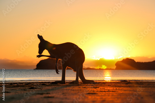 Vászonkép kangaroo on beach at sunset