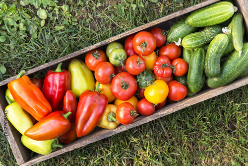 Summer harvest of fresh vegetables in wooden box. Organic pepper, cucumber, freshly harvested tomato on grass in garden top view photo