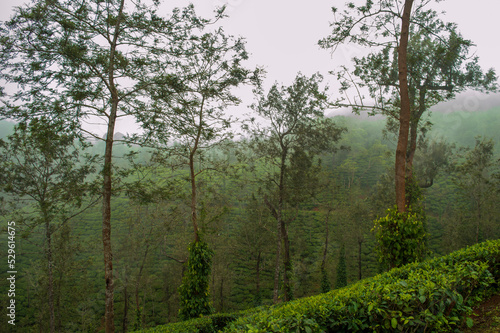 Trees in the middle of tea plantation adding a scenic beauty to the nature 