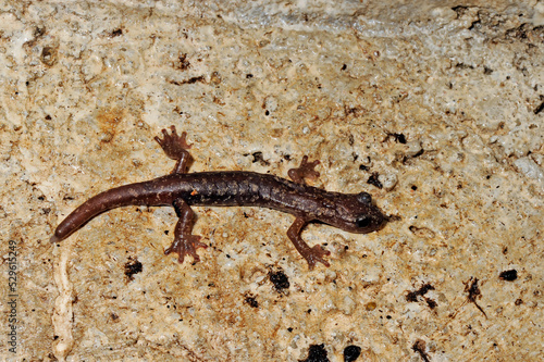 Sàrrabus-Höhlensalamander // Sarrabus Cave Salamander (Speleomantes sarrabusensis, Hydromantes sarrabusensis) - Sardinien, Italien