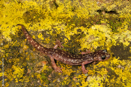 S  rrabus-H  hlensalamander    Sarrabus Cave Salamander  Speleomantes sarrabusensis  Hydromantes sarrabusensis  - Sardinien  Italien