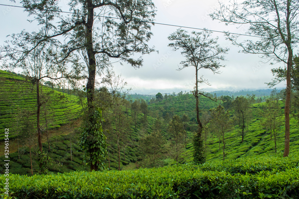 Trees in the middle of tea plantation adding a scenic beauty to the nature
