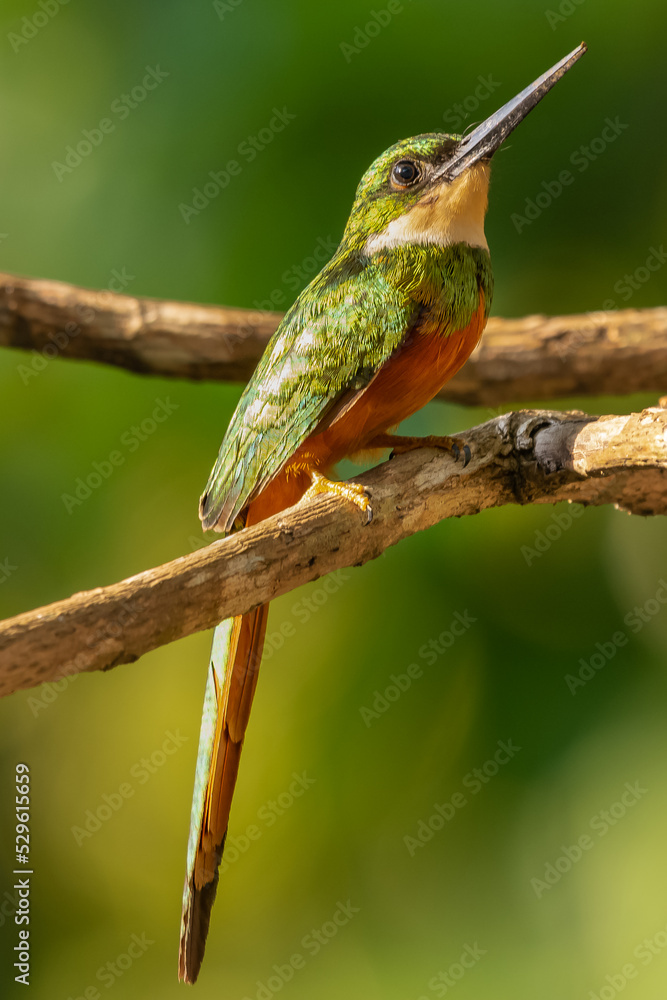 Fototapeta premium Rufous-tailed jacamar - Galbula ruficauda - perched with dark green background. Photo from Colombia.