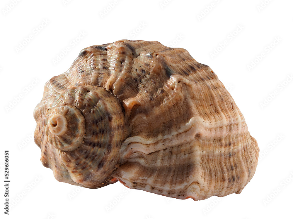 Seashell (rapan) isolated on a transparent background. Macro photography. Beautiful seashell close-up. Rapana is a genus of predatory marine pronotum gastropods from the family spiny (Muricidae)