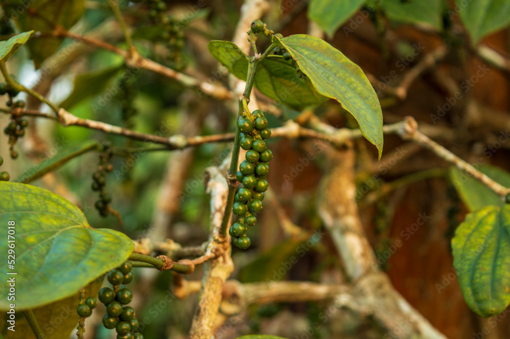 Peppercorn in its plant for the next harvest in focus
Peppercorn in its plant for the next harvest in focus