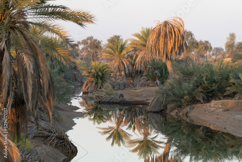 Fototapeta Naklejka Na Ścianę i Meble -  Desert oasis with palm trees
