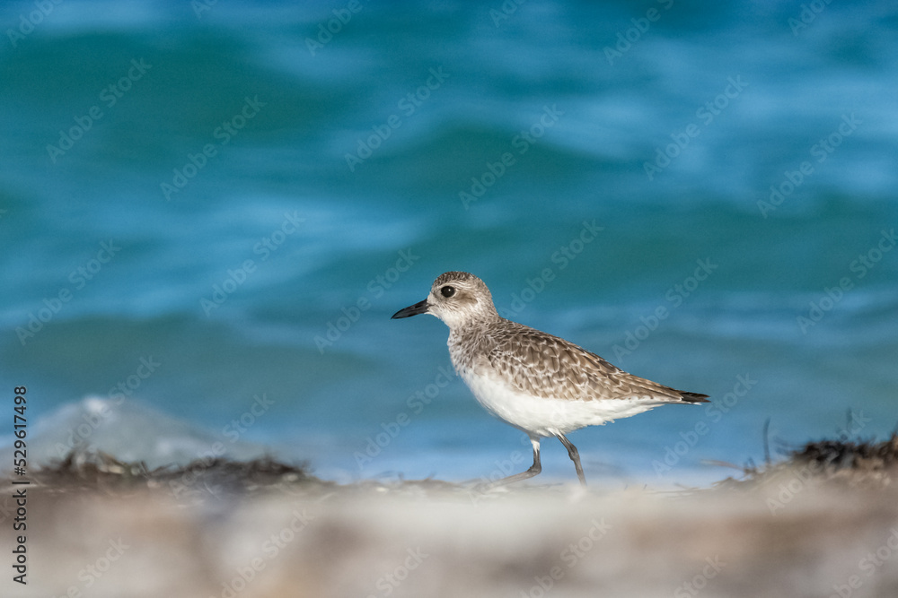 Grey plover or black-bellied plover - Pluvialis squatarola - on blue sea water background. Photo from Varadero in Cuba. Copy space left. Grey plover or black-bellied plover - Pluvialis squatarola - on blue sea water background. Photo from Varadero in Cuba. Copy space left.
