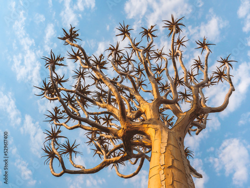 Quiver tree or Aloe dichotoma at sunset in the quiver tree forest, Keetmanshoop, Namibia. photo