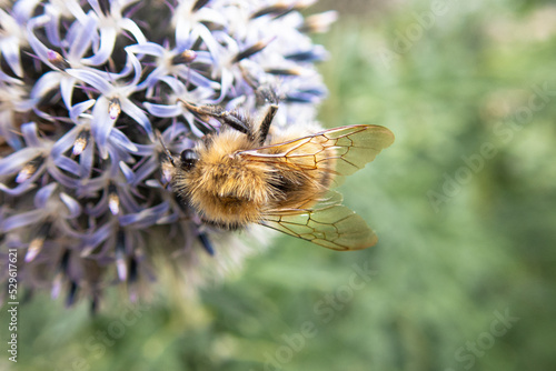 macro close up of a pollinating bee with transparent wings on a globe thistle flower (echinops ritro) (ID: 529617621)