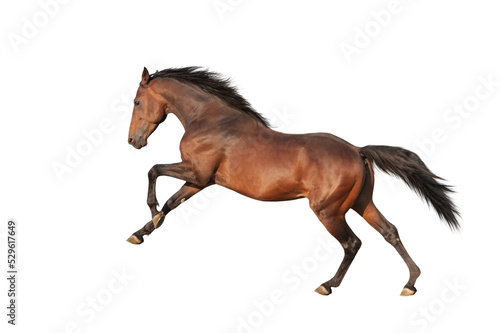 Fototapet Handsome brown stallion galloping, jumping. Isolated horse png