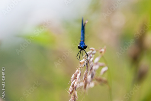 Eine blaue Libelle sitzt auf einem Grashalm 