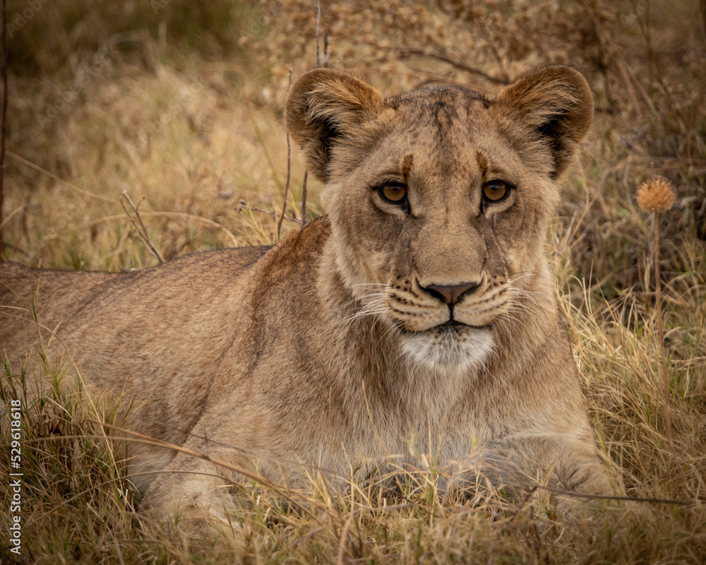 Lion lying in savanna grass in the magical Okavango Delta in Botswana. Seen on a wilderness safari in July 2022. Lion lying in savanna grass in the magical Okavango Delta in Botswana. Seen on a wilderness safari in July 2022.