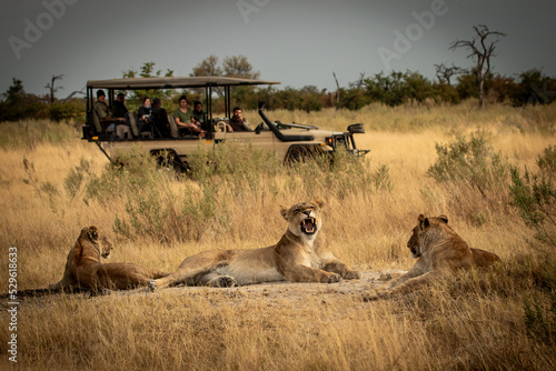 Yawning lioness with cubs lying in savanna grass in front of a safari jeep in the  magical Okavango Delta in Botswana. Seen on a wilderness safari in July 2022.