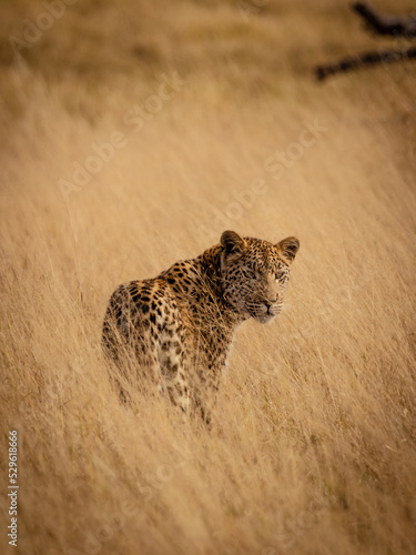 Leopard walking through savanna grass in the  magical Okavango Delta in Botswana. Seen on a wilderness safari in July 2022.