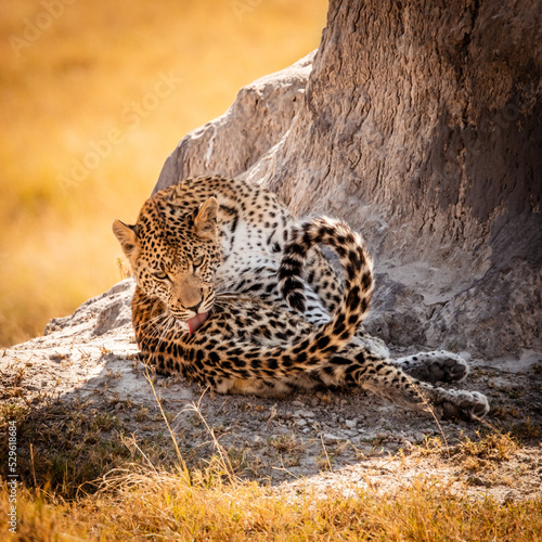 Grooming leopard in the afteroon sun in front of a termite mound in the  magical Okavango Delta in Botswana. Seen on a wilderness safari in July 2022. photo