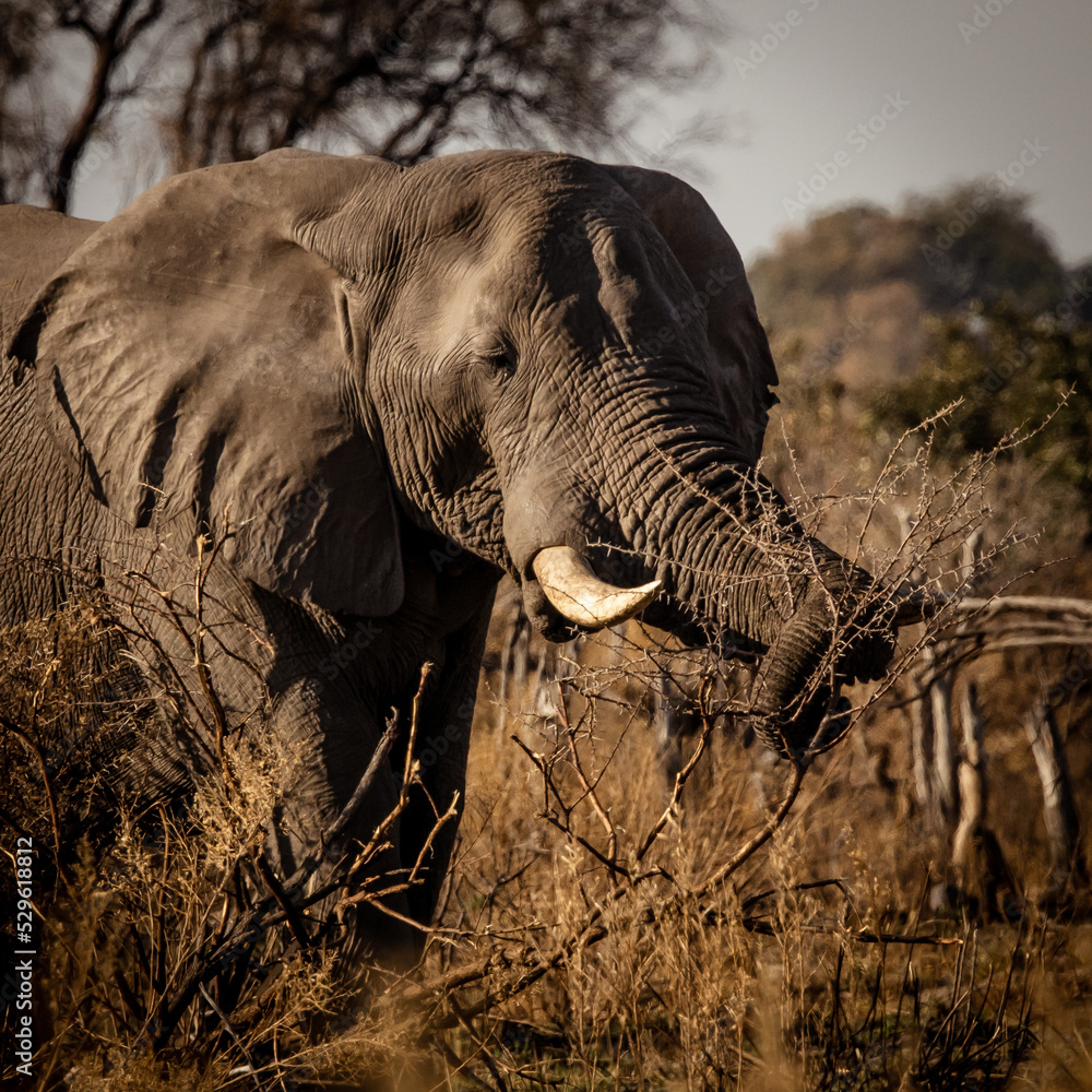Fototapeta premium African elephant feeding in the savanna of the magical Okavango Delta in Botswana. Seen on a wilderness safari in July 2022.
